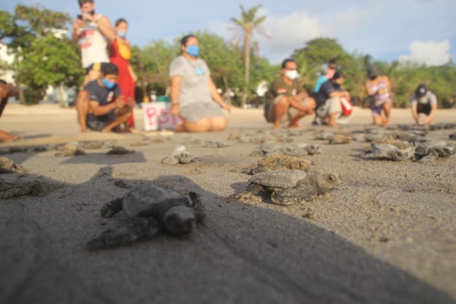 255 baby turtles released 