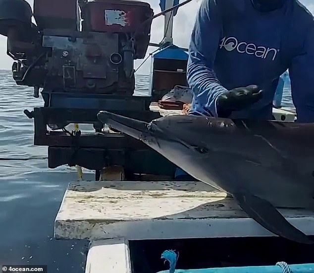 Dolphin trapped in Jembrana rescued by 4ocean after becoming entangled in fishing line has been saved by ocean clean-up crews working in the seas off Bali.